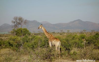 Kruger Nationalpark