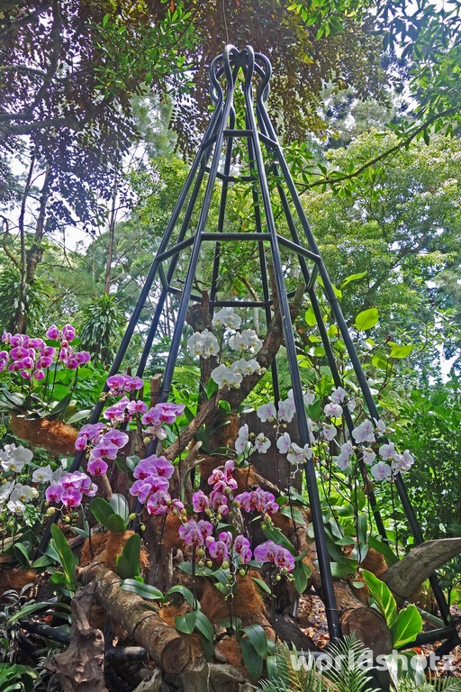 Orchideen-Garten