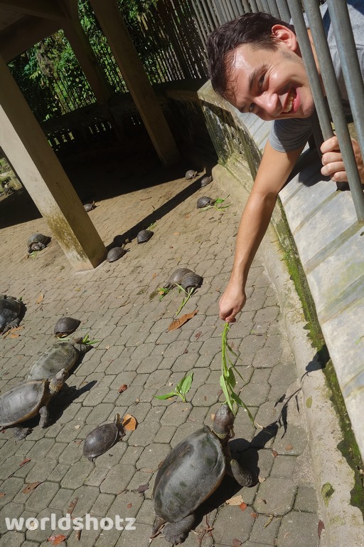 Schildkröten-Fütterung